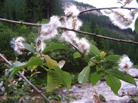 Salix silesiaca