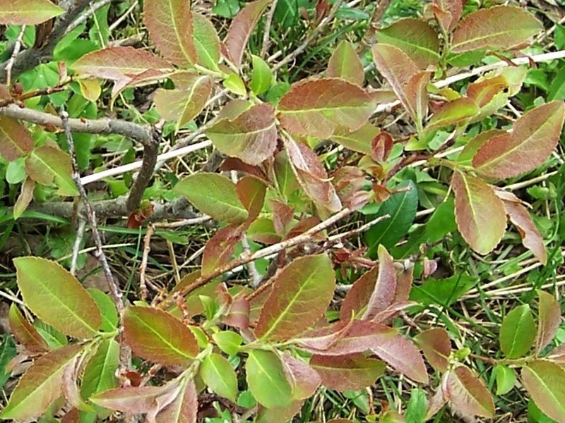 Salix silesiaca photo 2