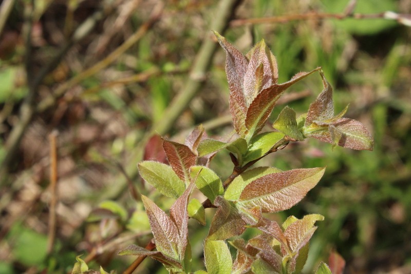 Salix silesiaca photo 3