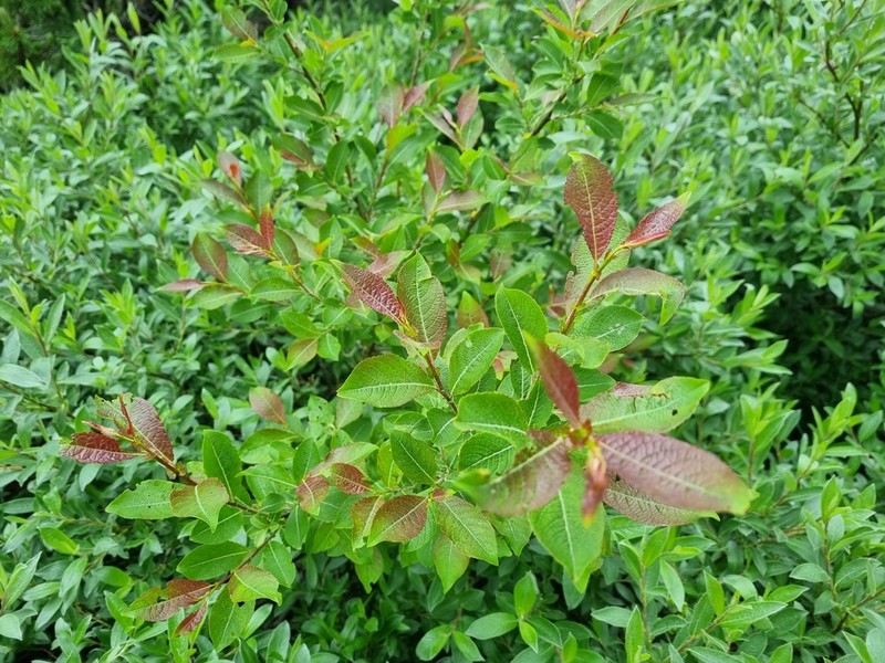 Salix silesiaca photo 5