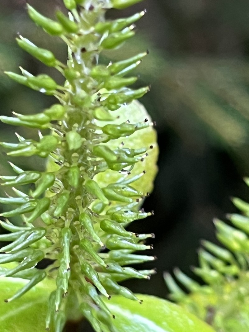 Salix silesiaca photo 6