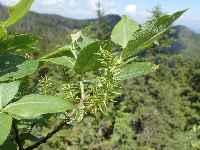 Salix silesiaca photo 7
