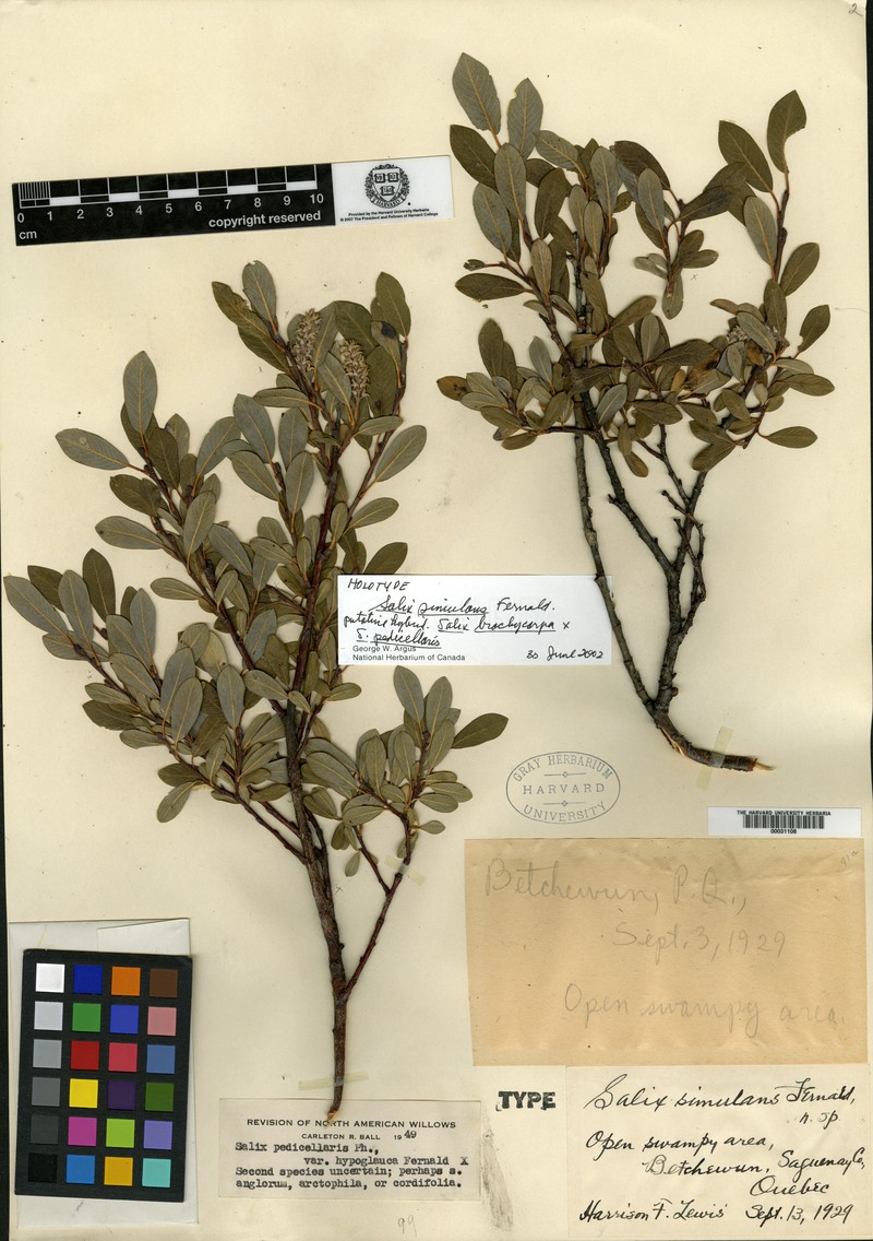 hybrid willow
