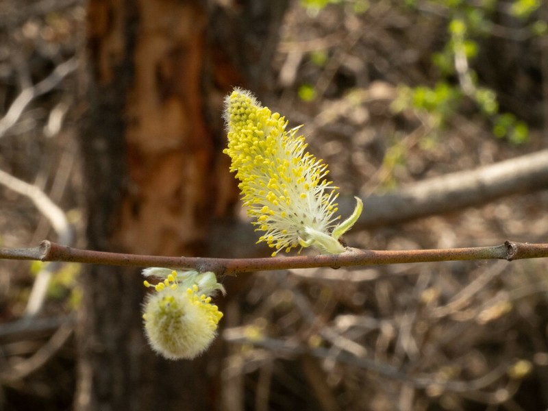 Salix sinica photo 2