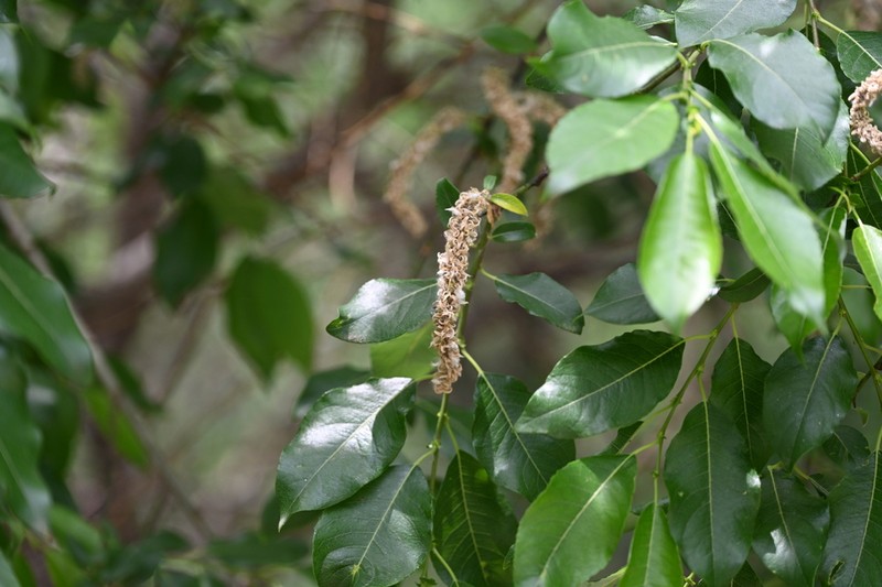 Salix sinica photo 3