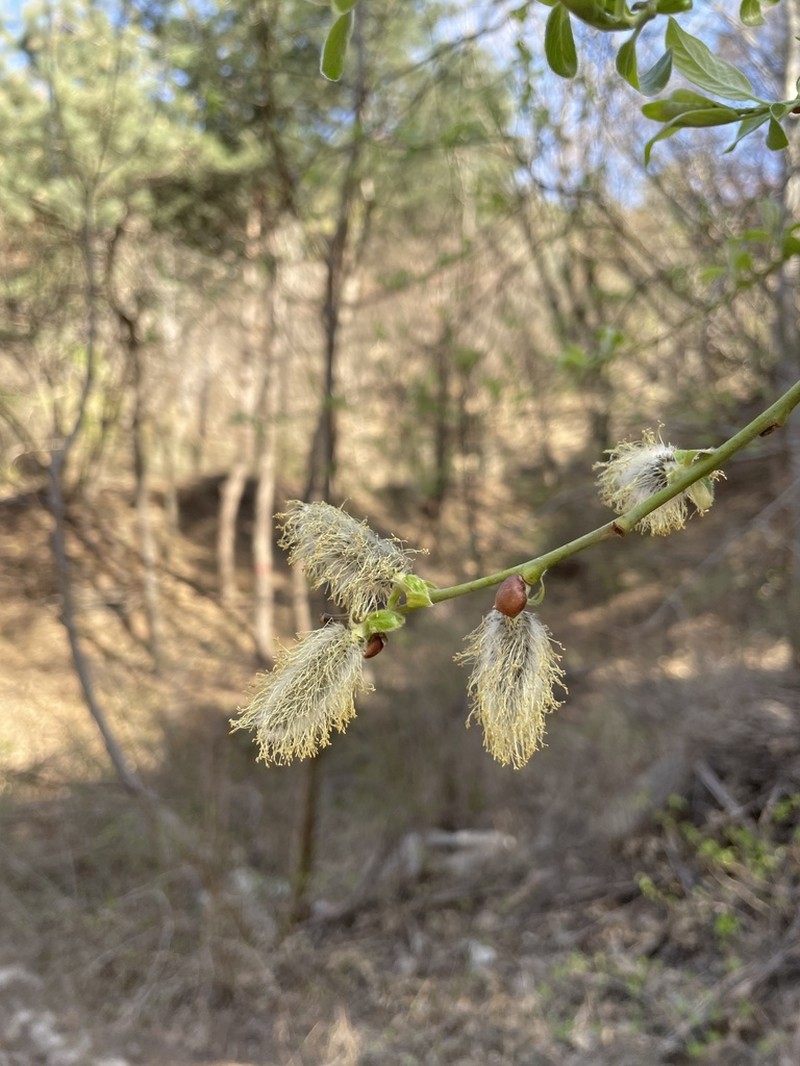 Salix sinica photo 5
