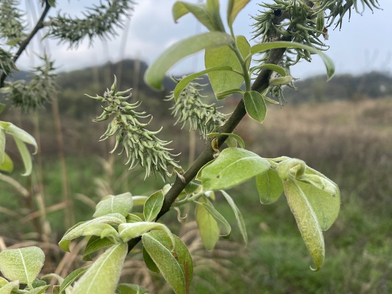 Salix sinica photo 6