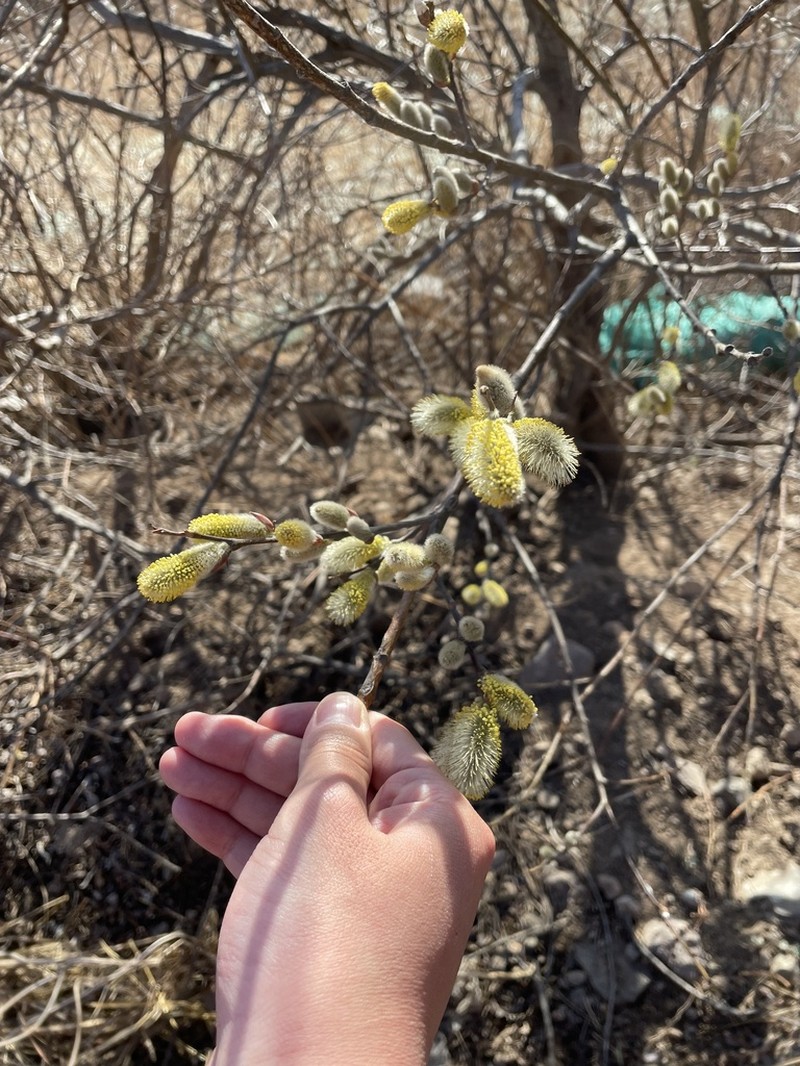 Salix sinica photo 7