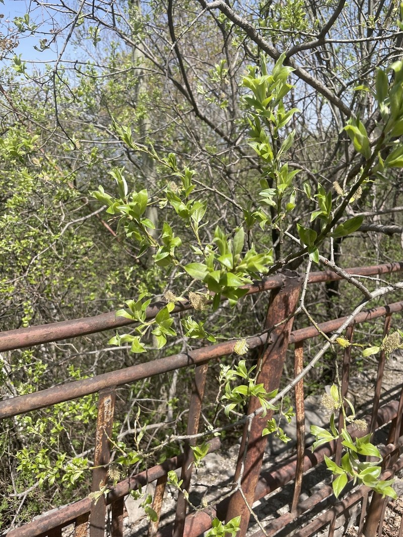 Salix sinica photo 8