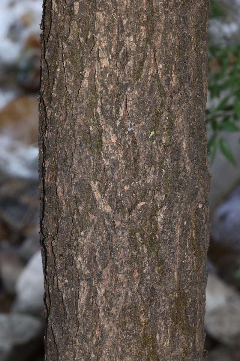 Salix sinopurpurea