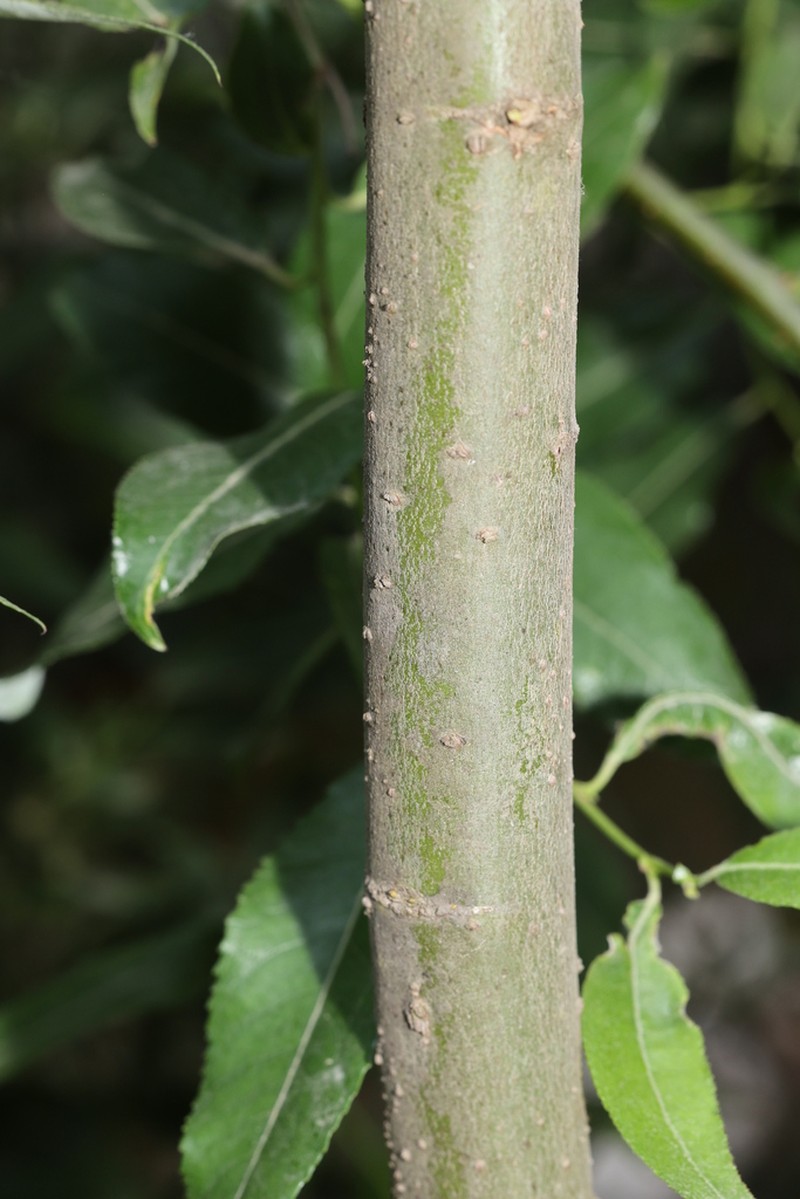 Salix sinopurpurea photo 2