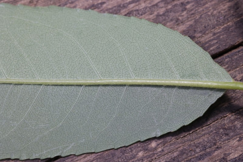 Salix sinopurpurea photo 3