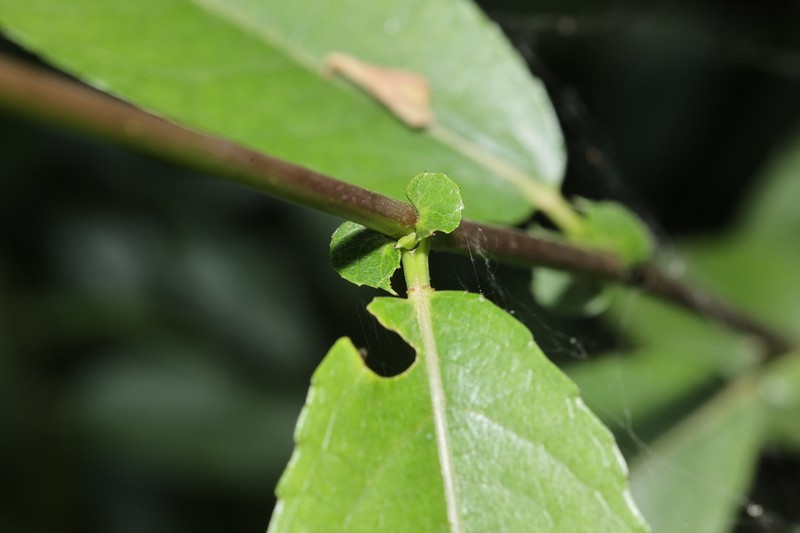 Salix sinopurpurea photo 4