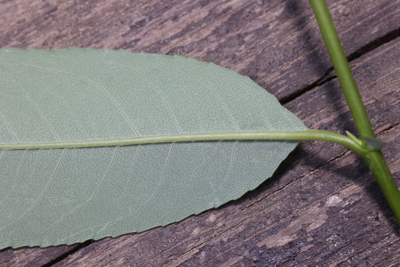 Salix sinopurpurea photo 5