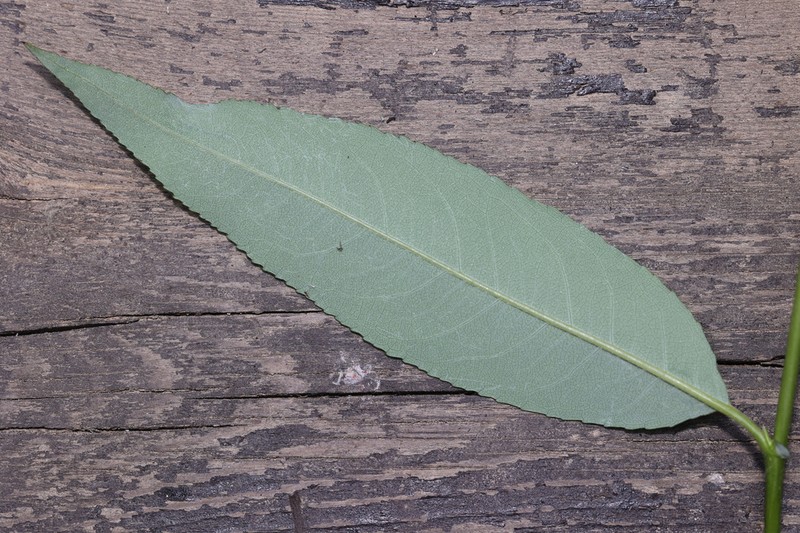 Salix sinopurpurea photo 6