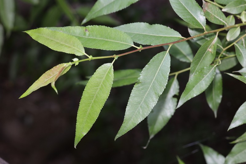 Salix sinopurpurea photo 7