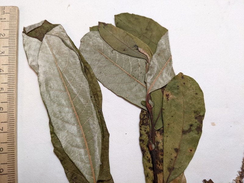 Sitka Willow photo 3