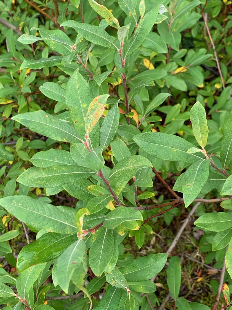 Sitka Willow photo 4