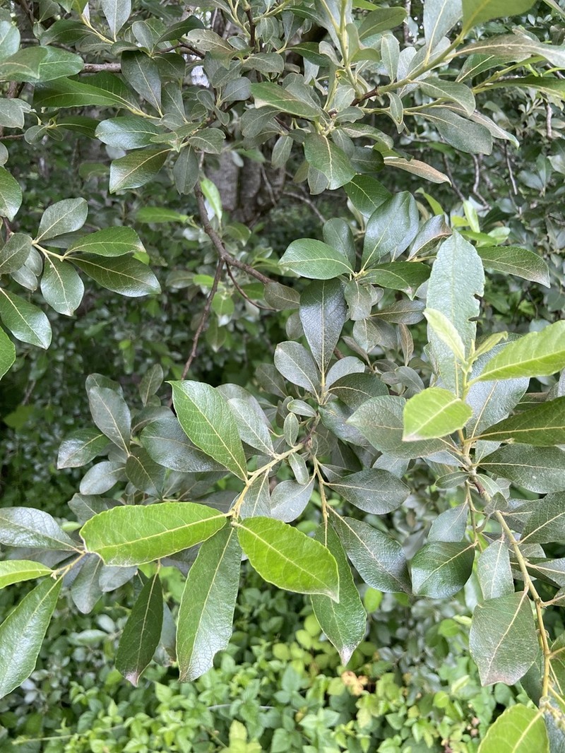 Sitka Willow photo 5