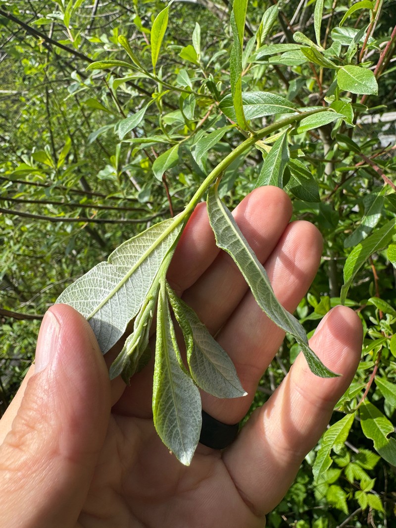 Sitka Willow photo 6