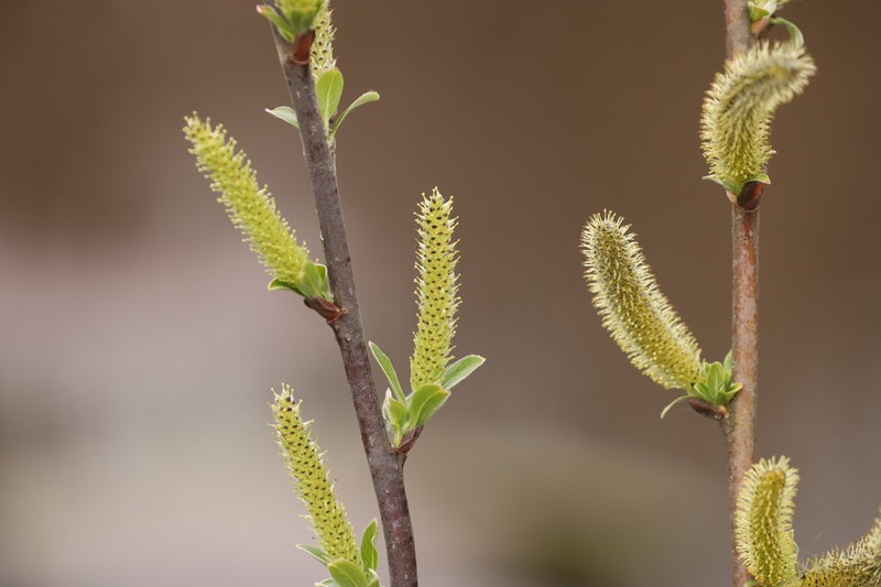 Sitka Willow photo 7