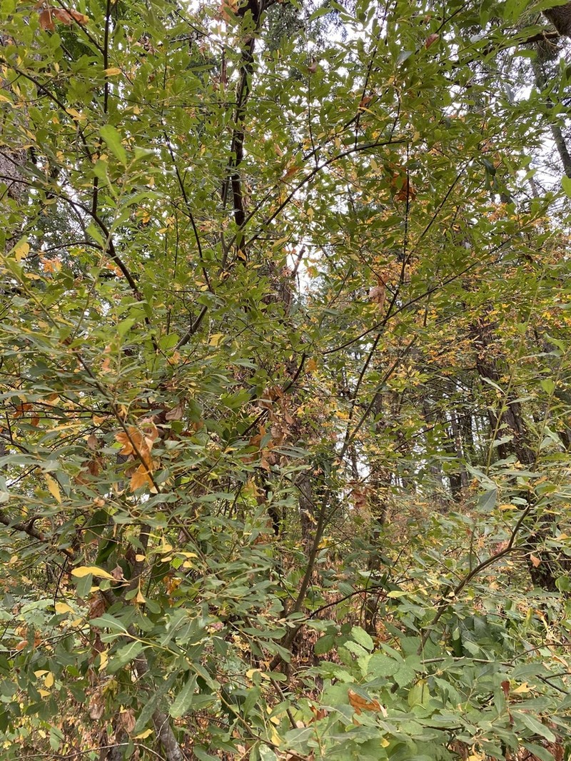 Sitka Willow photo 8