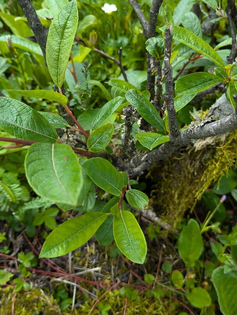Salix spathulifolia