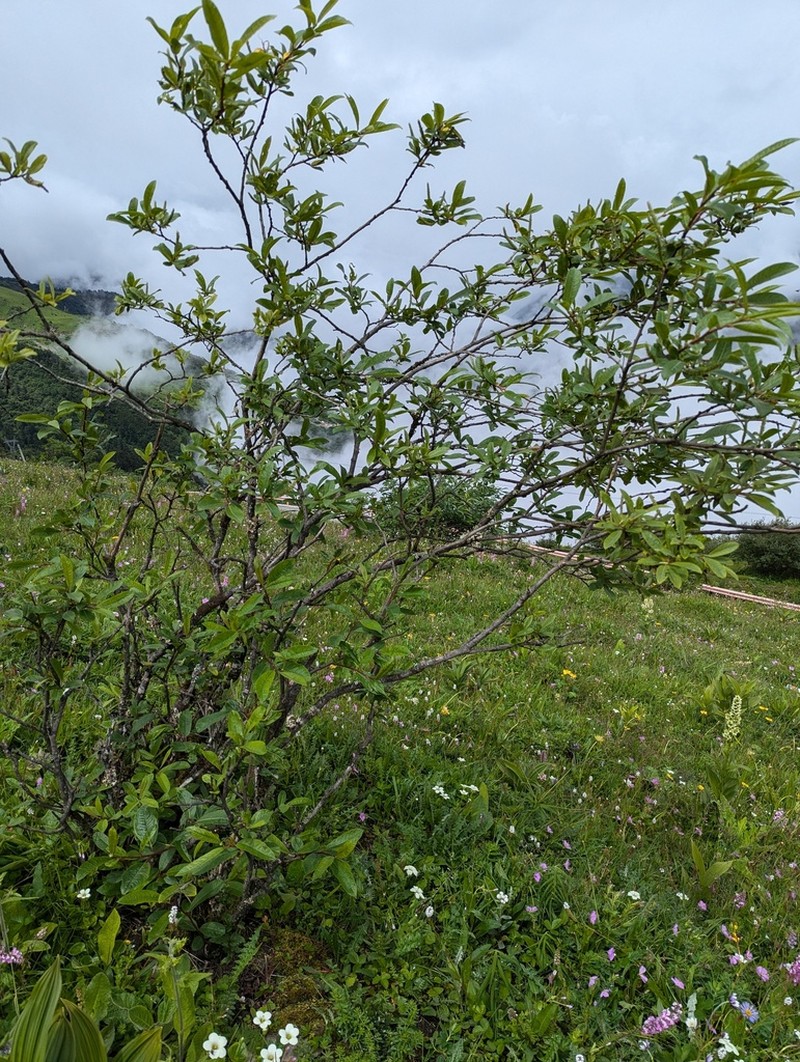 Salix spathulifolia photo 2