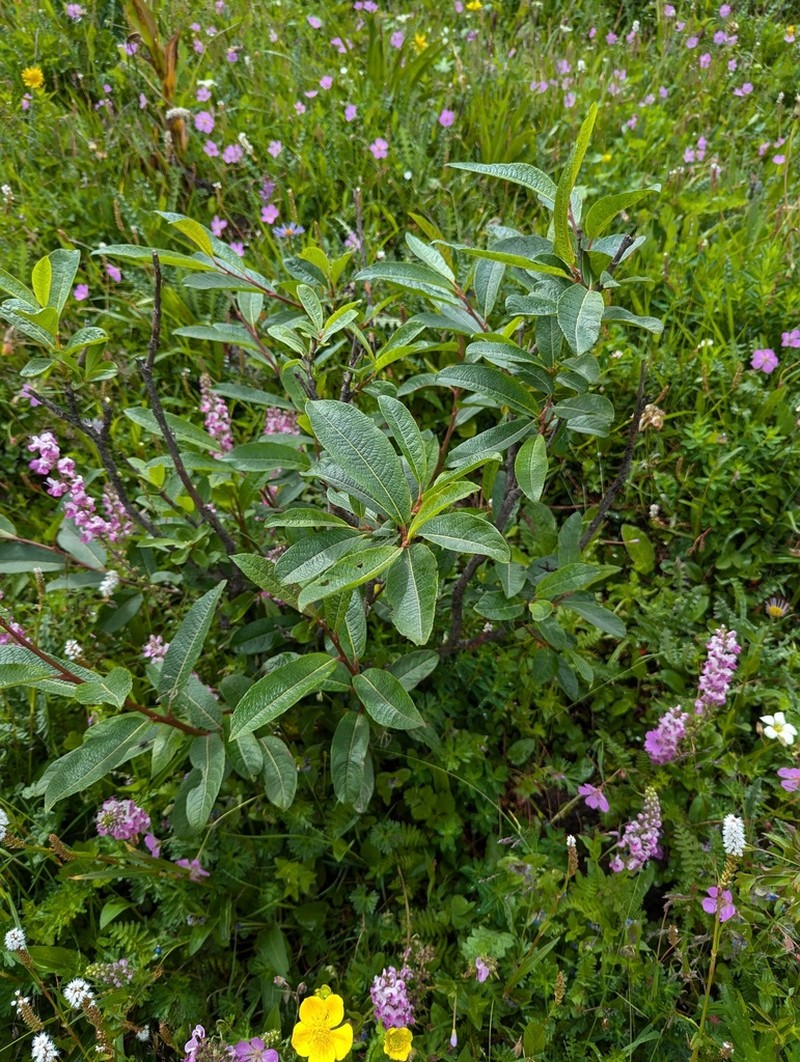 Salix spathulifolia photo 3