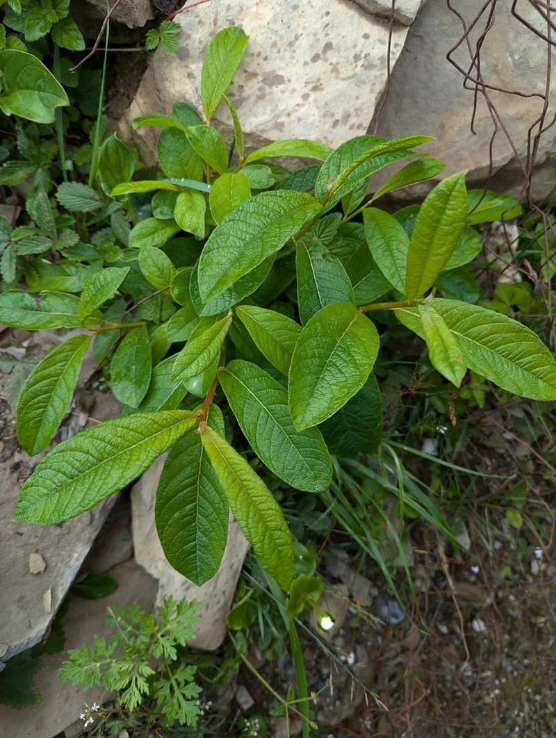 Salix spathulifolia photo 4