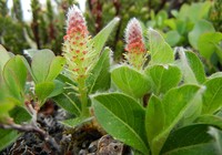 Wedgeleaf Willow
