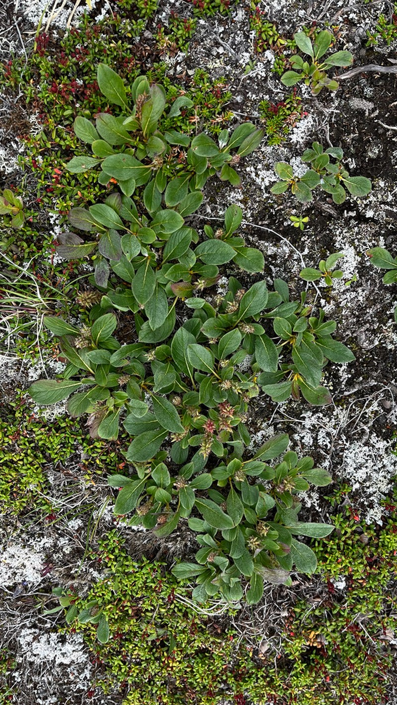 Wedgeleaf Willow photo 2