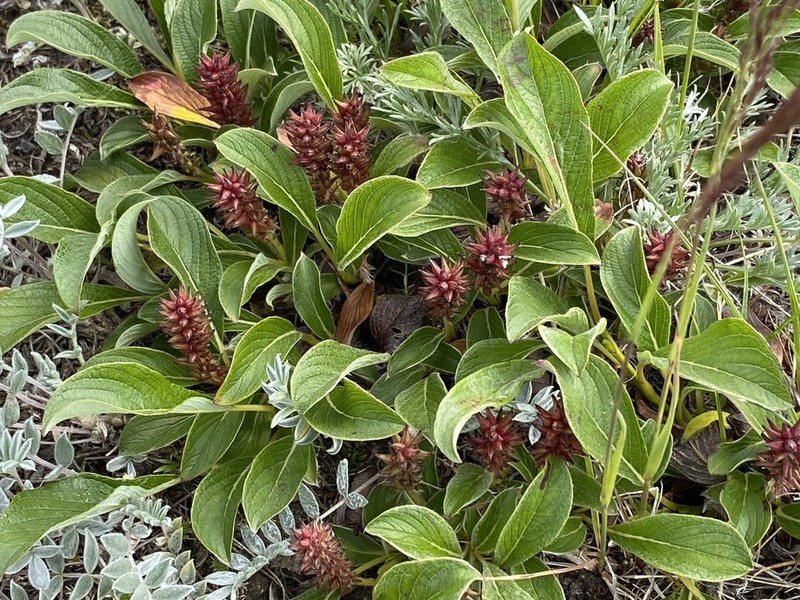 Wedgeleaf Willow photo 3