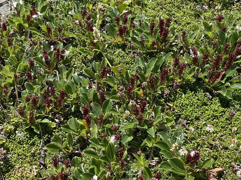 Wedgeleaf Willow photo 4