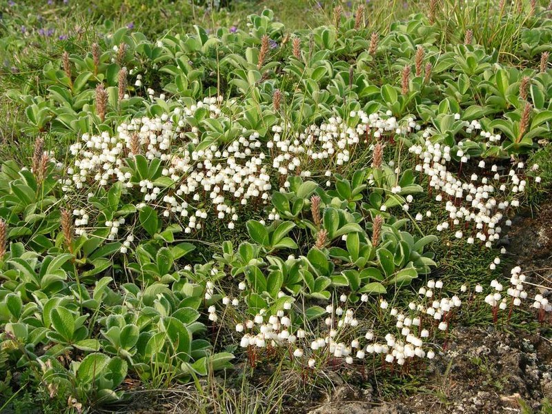 Wedgeleaf Willow photo 5