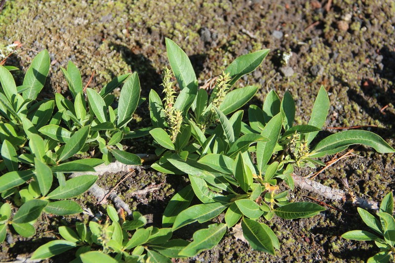 Wedgeleaf Willow photo 7