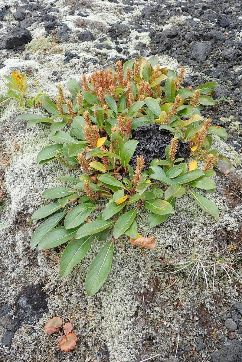 Wedgeleaf Willow photo 8
