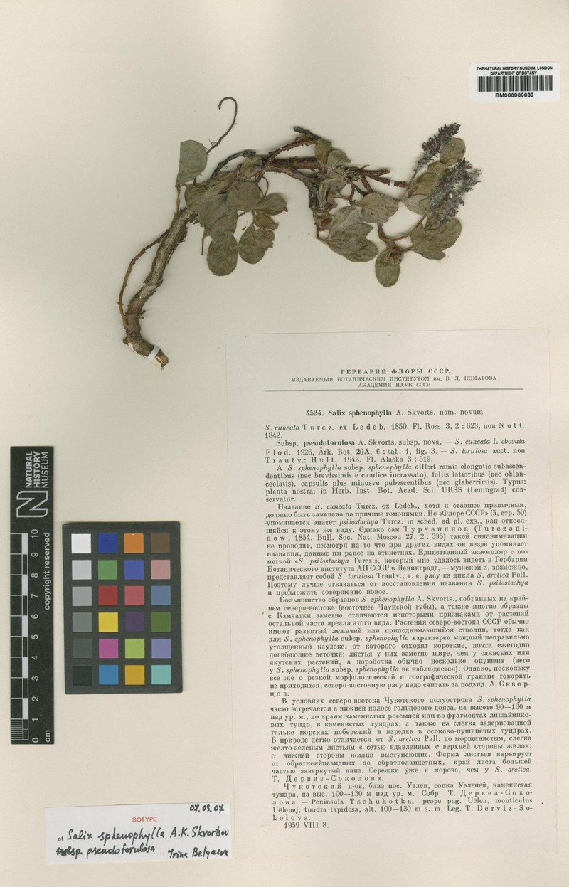 Salix sphenophylla subsp. pseudotorulosa