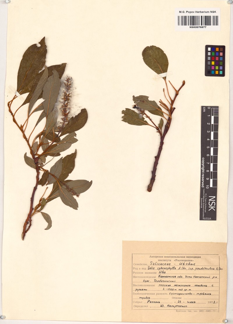 Salix sphenophylla subsp. pseudotorulosa photo 2