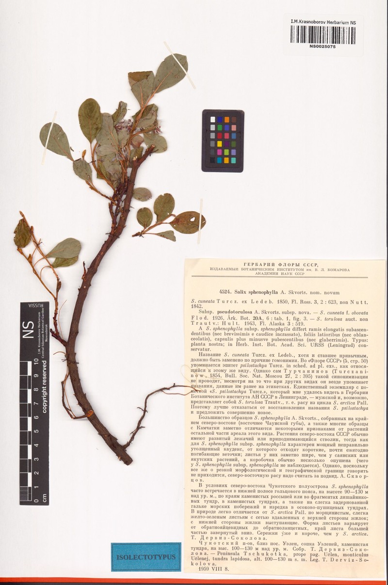 Salix sphenophylla subsp. pseudotorulosa photo 3