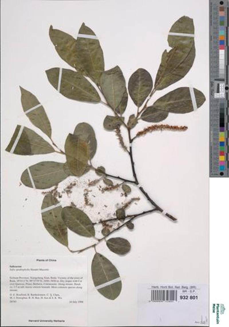 Salix spodiophylla photo 2