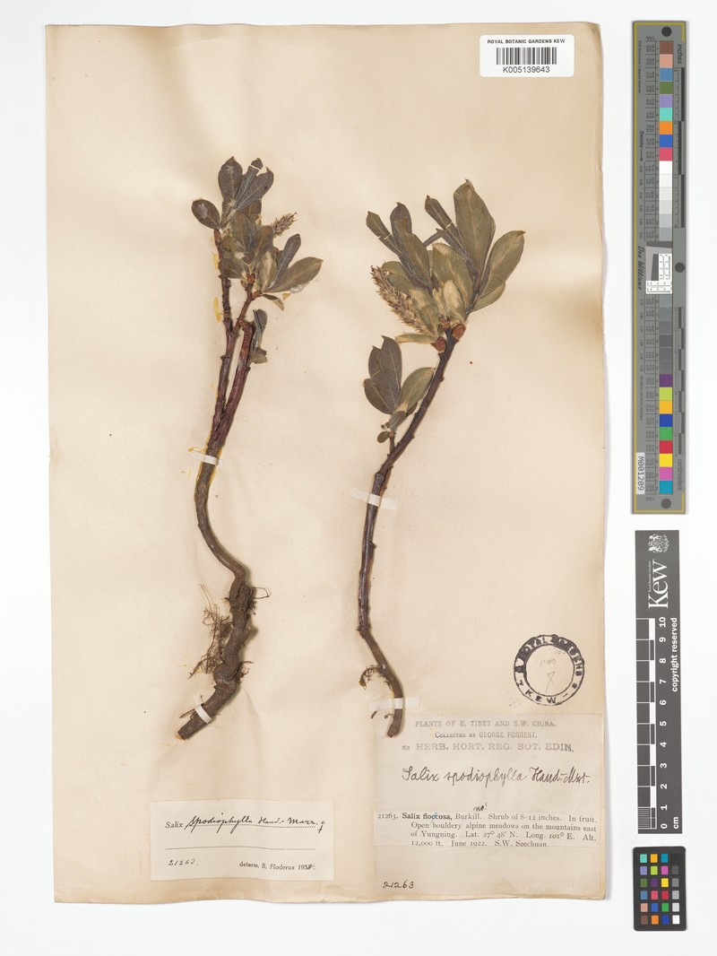 Salix spodiophylla photo 3