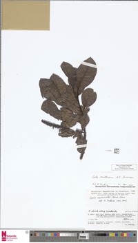 Salix staintoniana