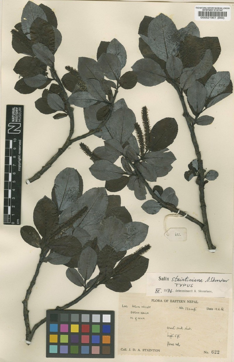 Salix staintoniana photo 2