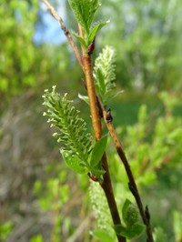 Salix starkeana