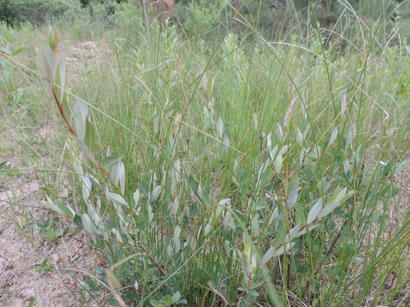 Salix starkeana photo 2
