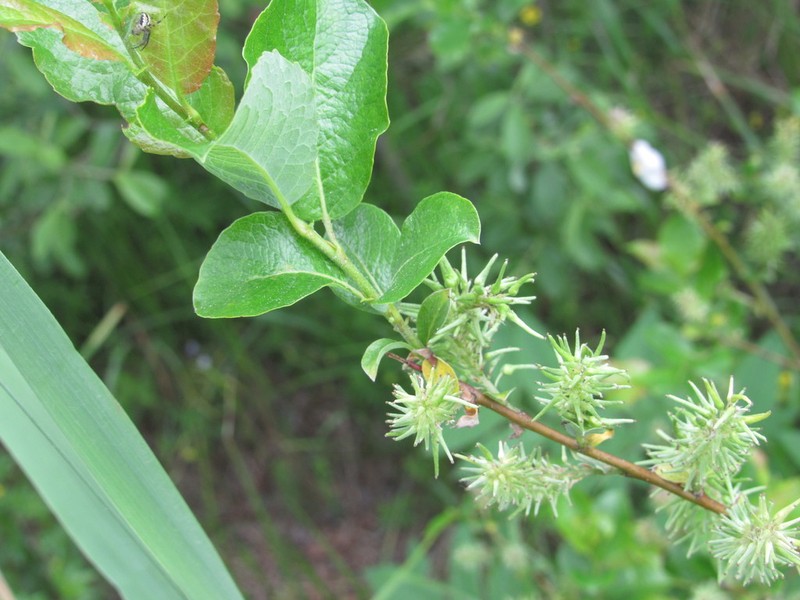 Salix starkeana photo 3