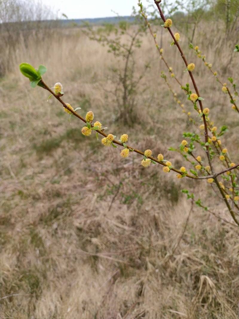 Salix starkeana photo 4