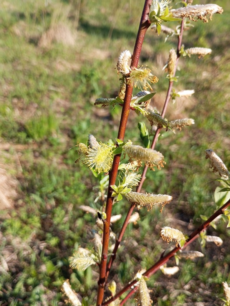 Salix starkeana photo 5