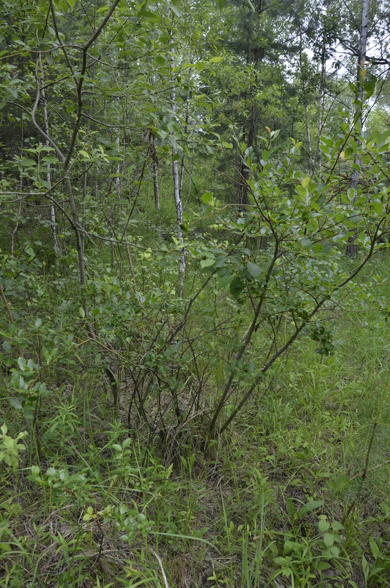 Salix starkeana photo 6